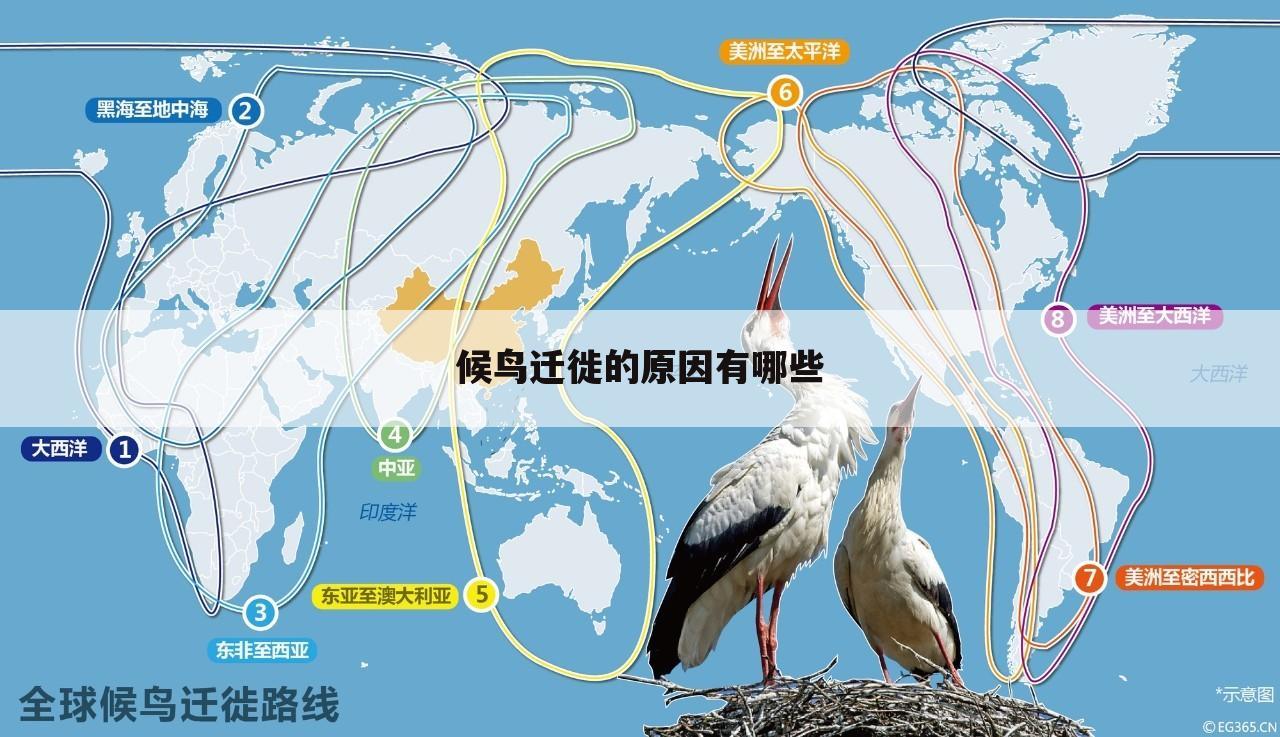 候鸟迁徙的原因有哪些
