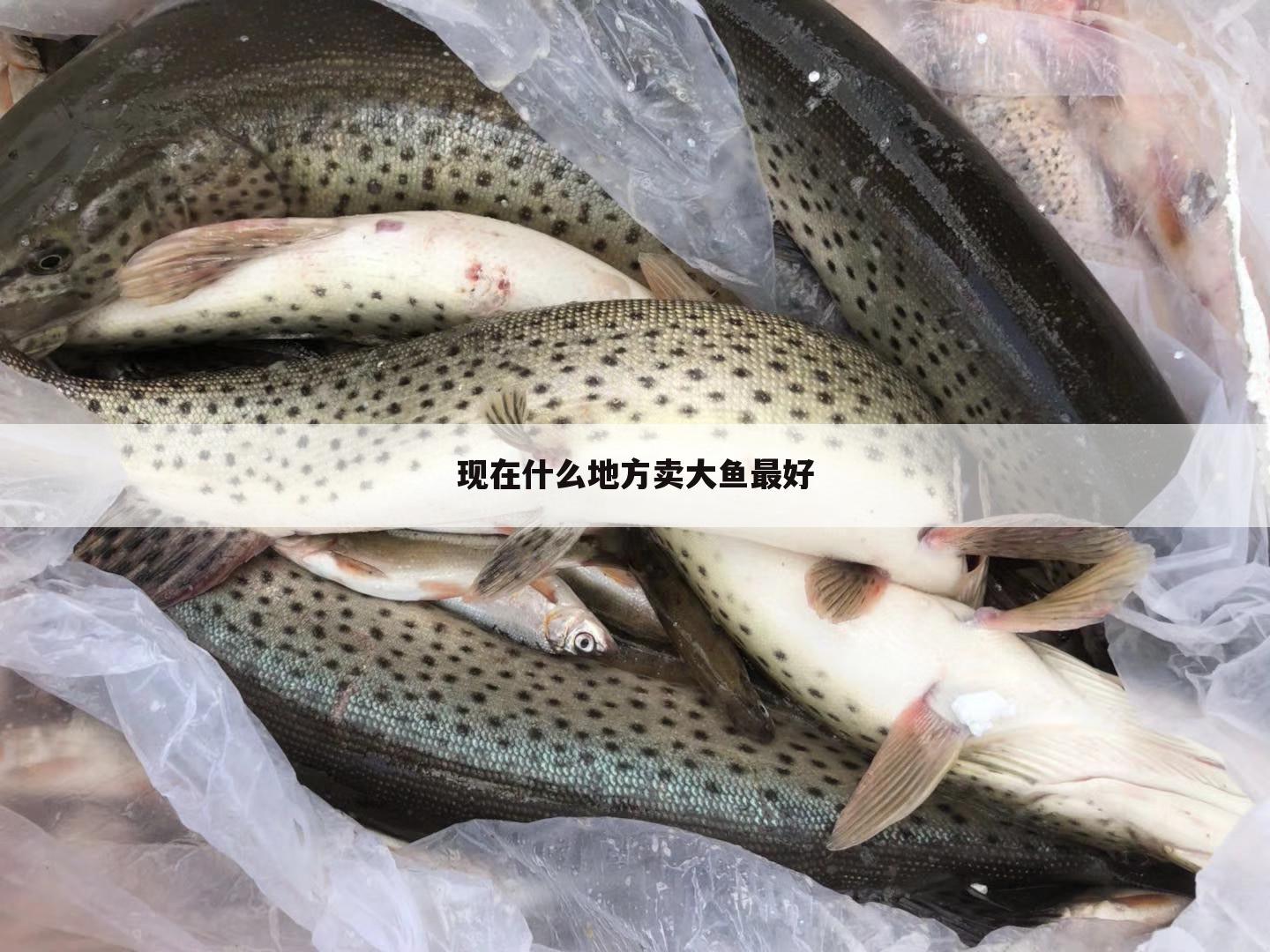 现在什么地方卖大鱼最好