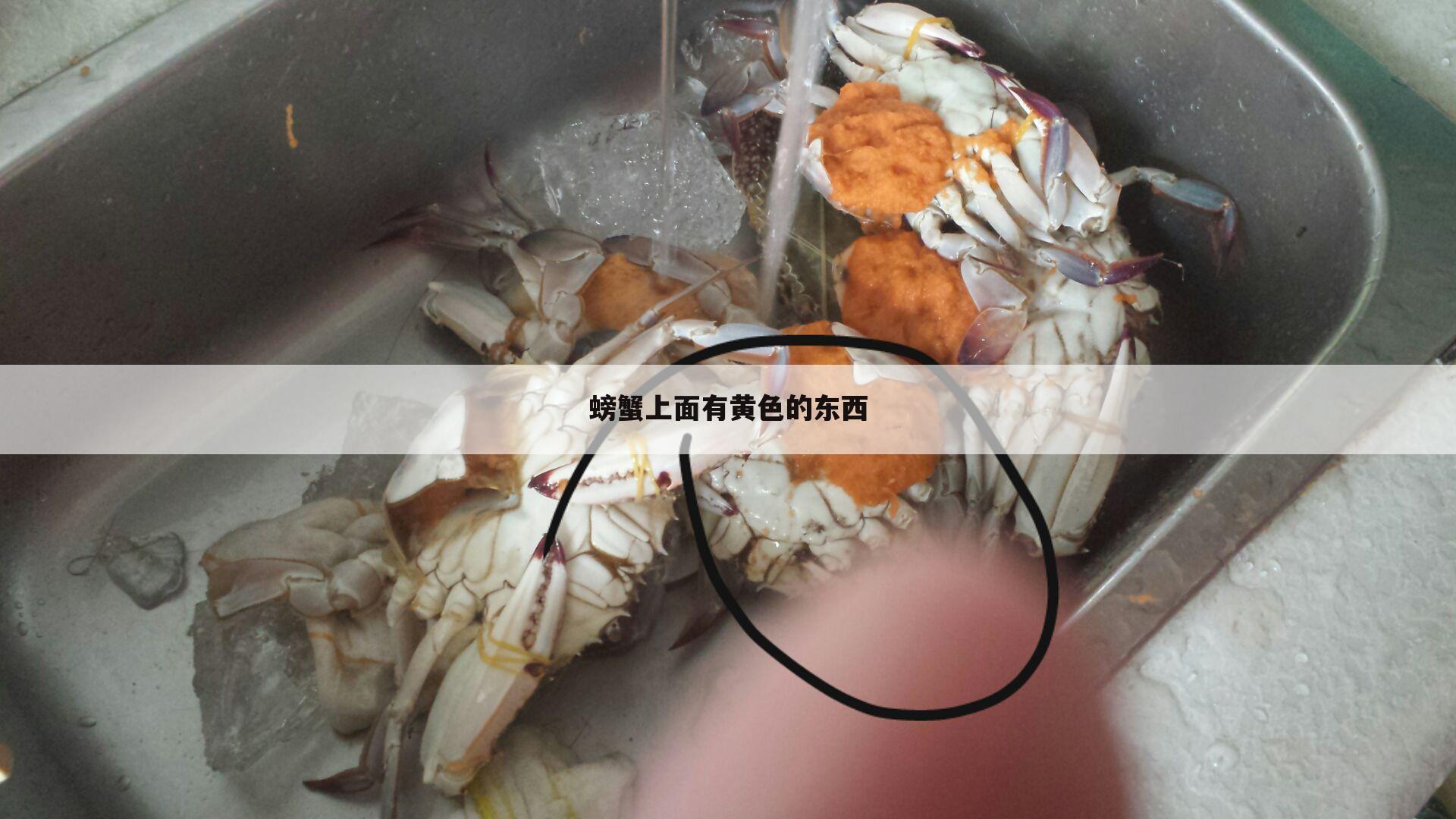 螃蟹上面有黄色的东西