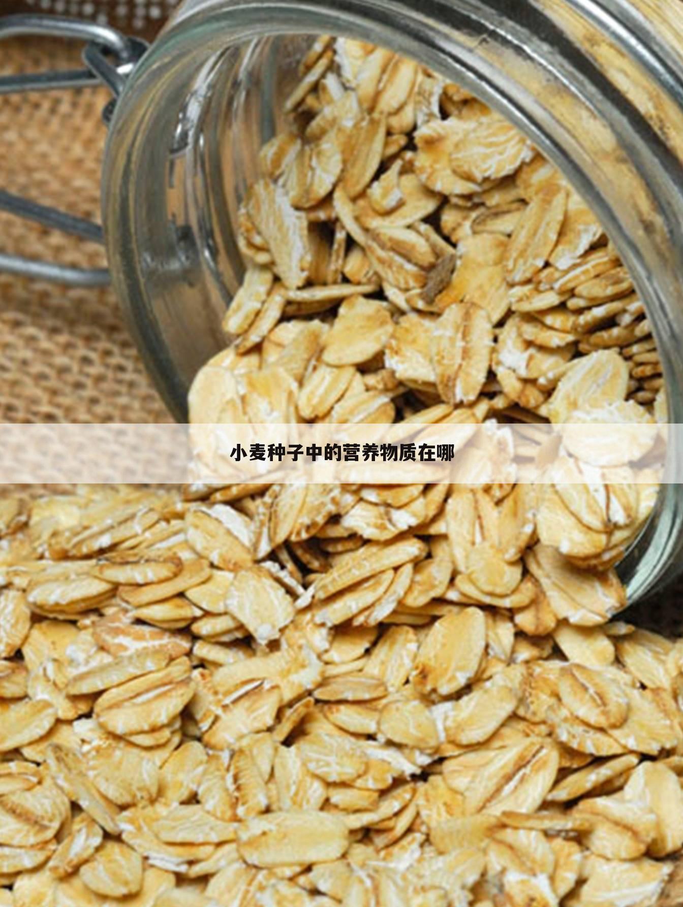 小麦种子中的营养物质在哪