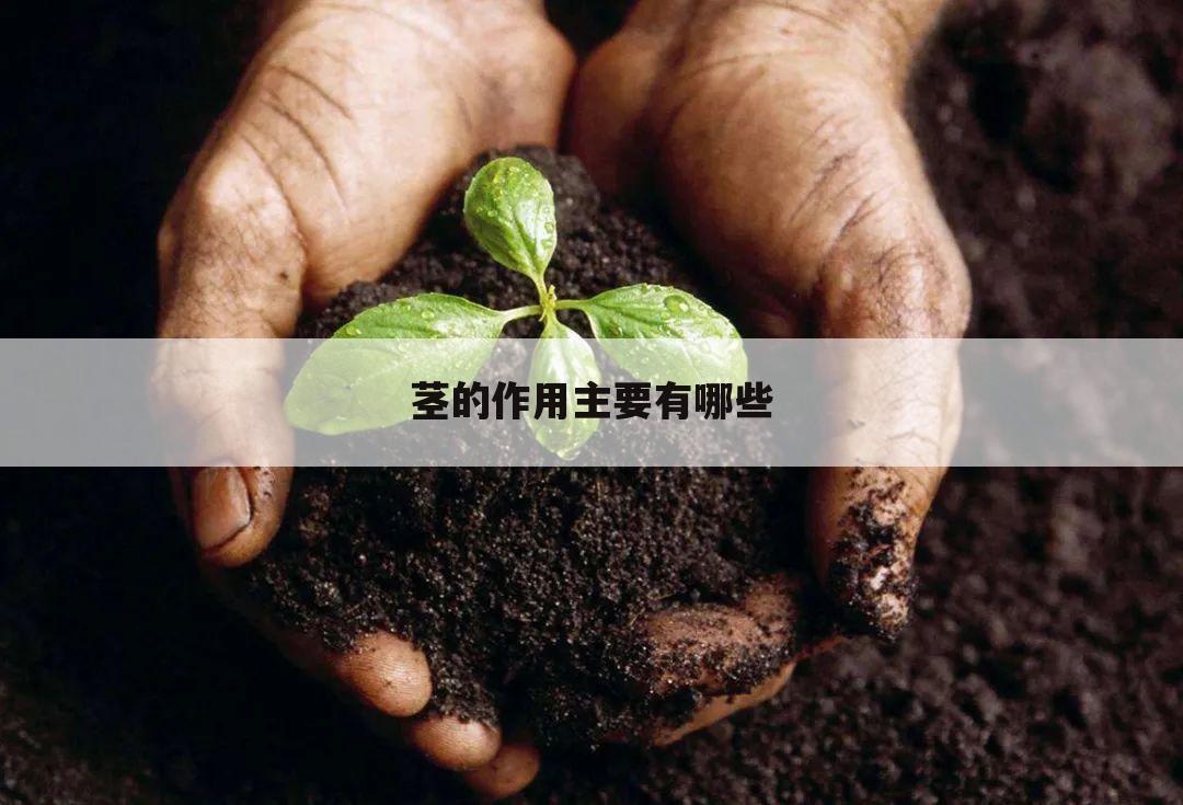 茎的作用主要有哪些