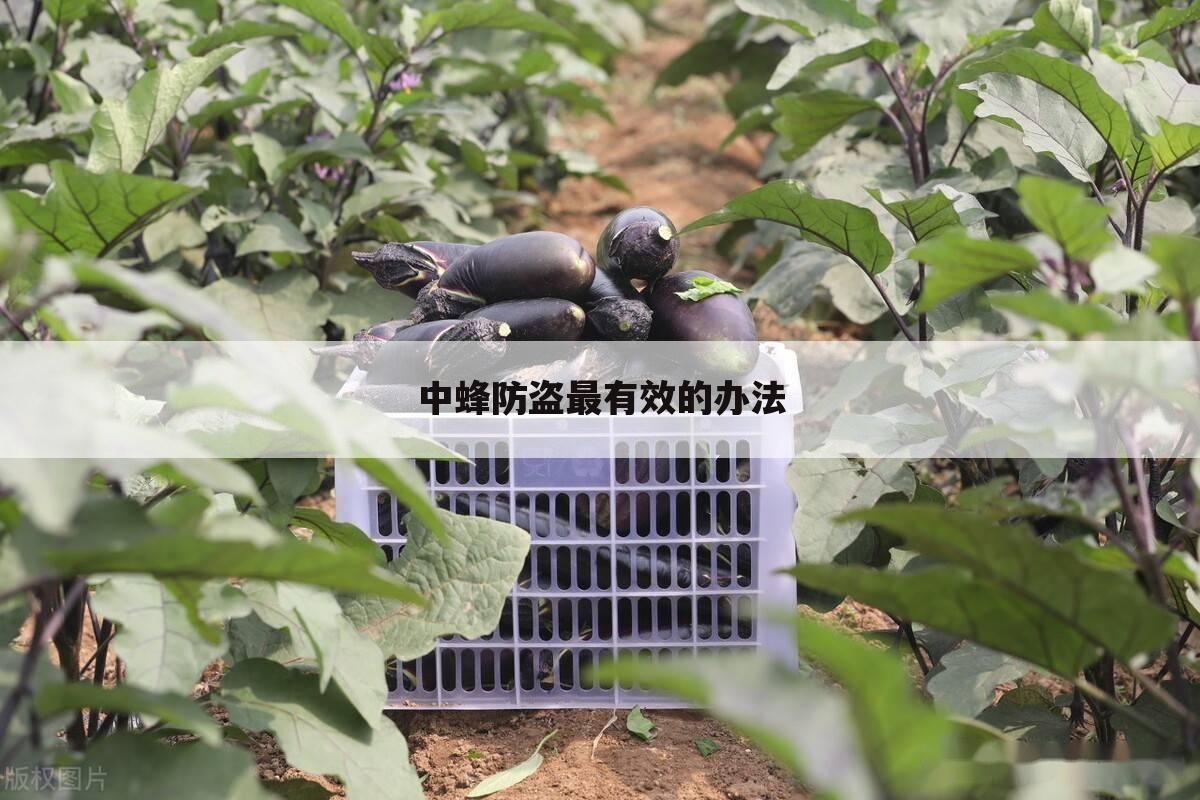 中蜂防盗最有效的办法