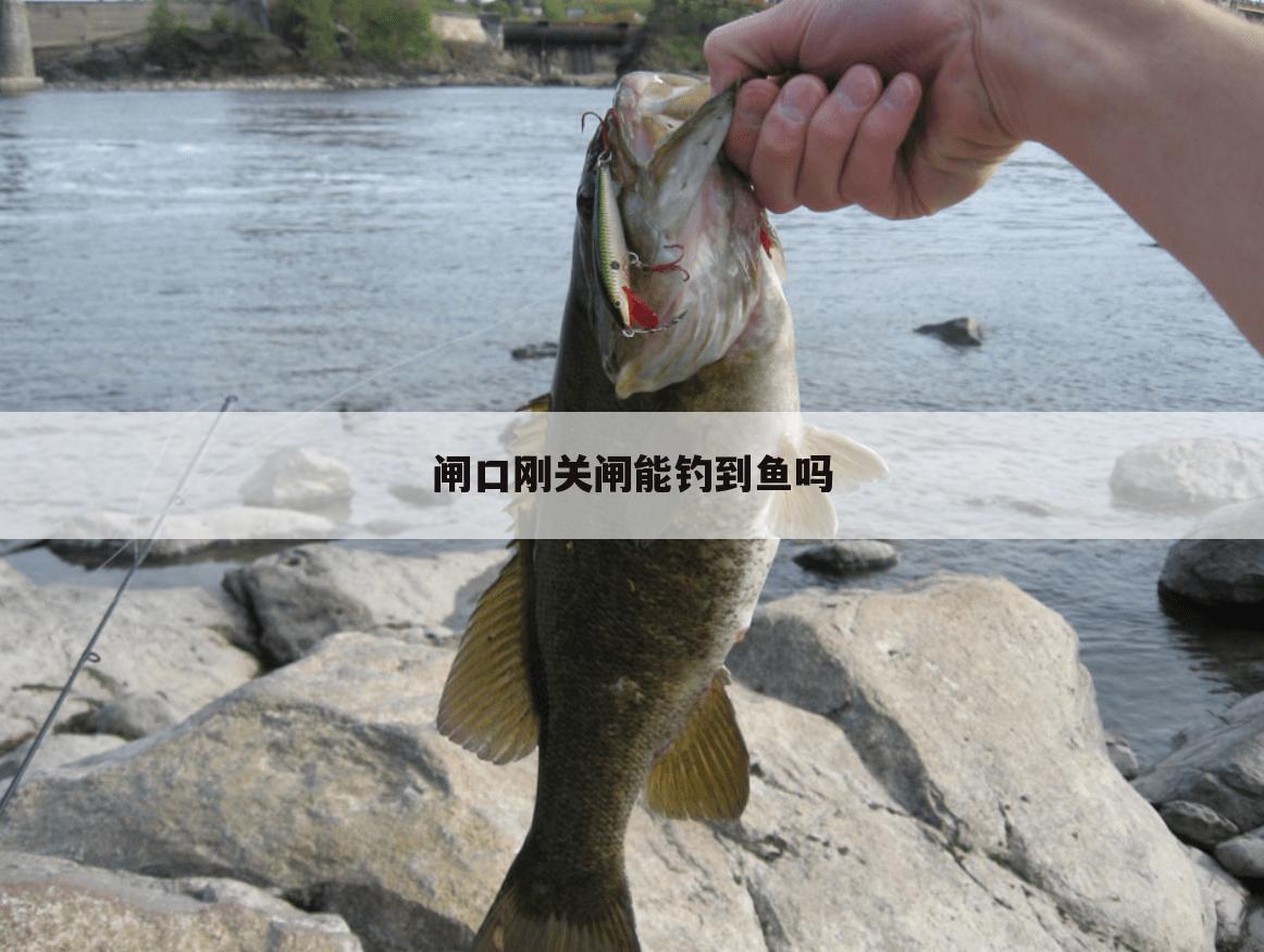 闸口刚关闸能钓到鱼吗