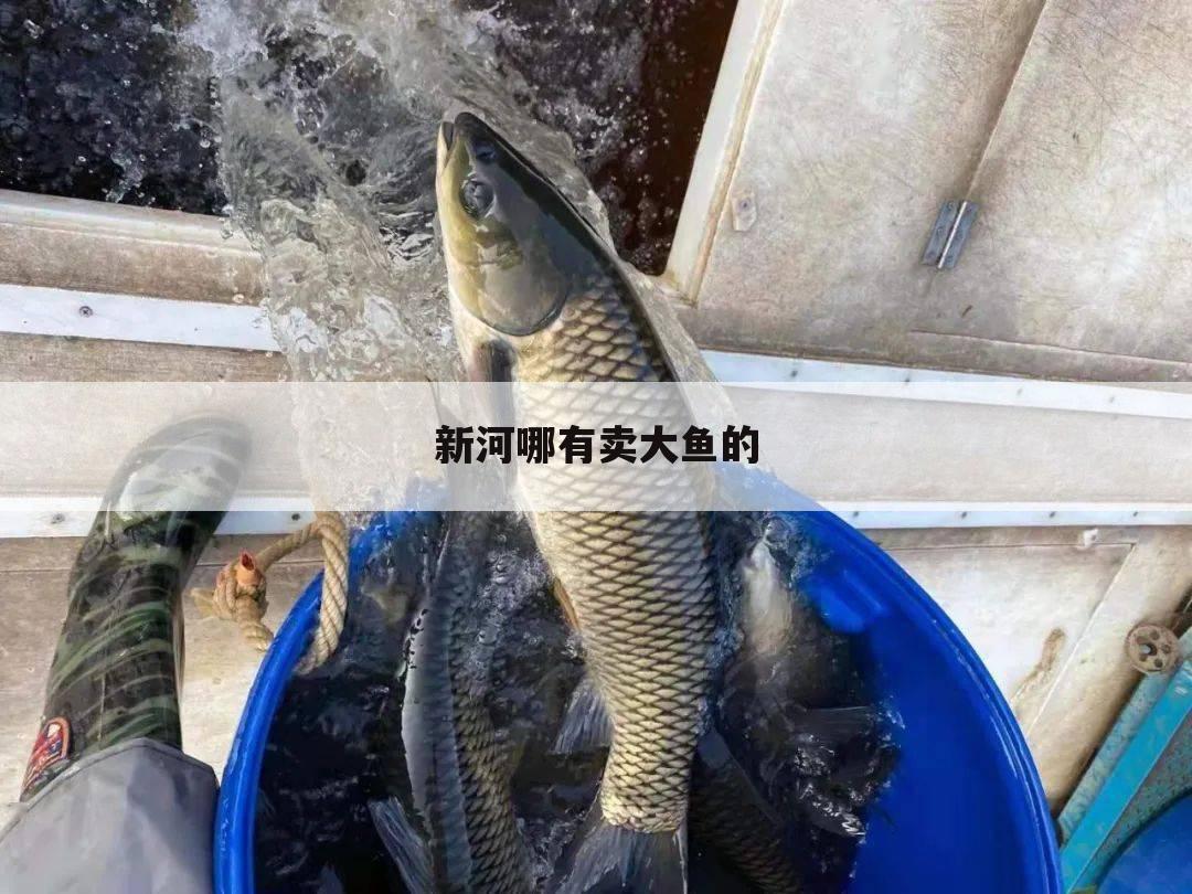 新河哪有卖大鱼的
