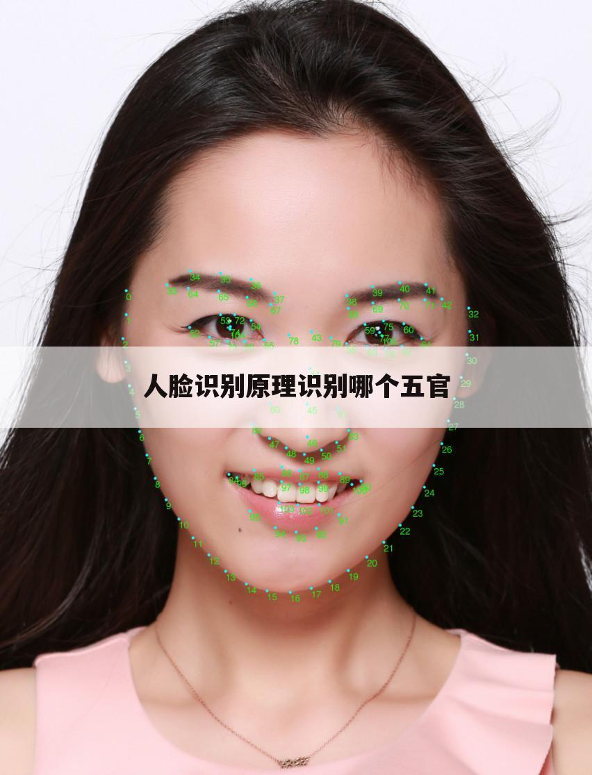 人脸识别原理识别哪个五官