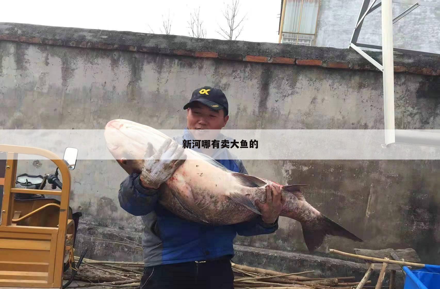 新河哪有卖大鱼的